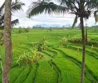 Villa Condense, View to Rice Fields